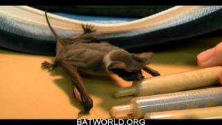 batworldimpatient baby batsavi [upl. by Festus]