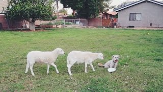 Family dog turned into a HERDING DOG [upl. by Kaenel]