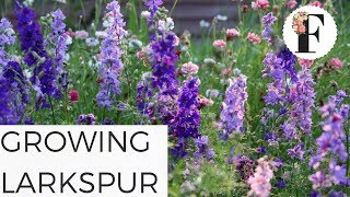 How to Grow Larkspur Flowers in the Hardy Annual Cut Flower Garden [upl. by Mcnalley]