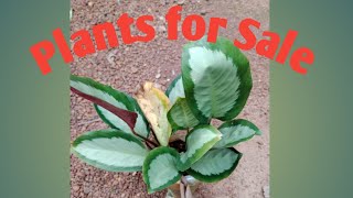 Plants for Sale sale video8129851282 greensmygarden [upl. by Llertnor]