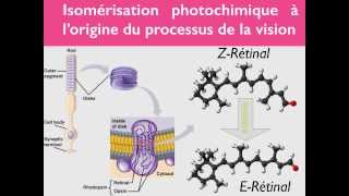 Géométrie des molécules  33 [upl. by Ahsetra928]