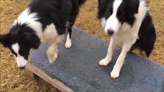 Border Collies at Play [upl. by Breen]