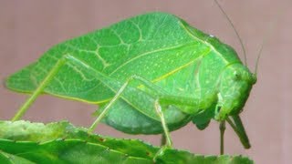 The Katydid Leaf Bug [upl. by Iorio]