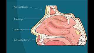 verkleining van de neusschelpen [upl. by Salvatore]