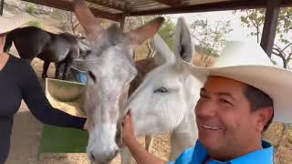 Crianza de burros manaderos en Mezquital Del Oro Zac ￼ [upl. by Ayikal290]