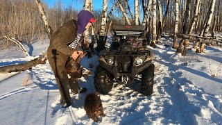 On the Trapline Ep4  Few More Coyotes Few More Beaver [upl. by Enalda830]