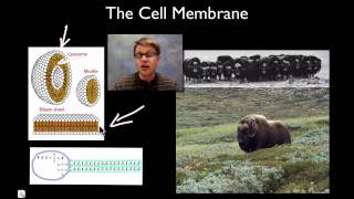 The Cell Membrane [upl. by Laney]