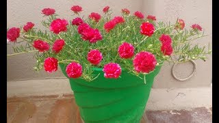 How to grow RED Pathumani Table RoseMoss RosePortulaca Grandiflora whatsapp 9361427377 [upl. by Ralyat]