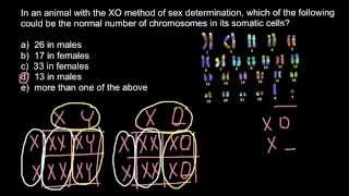 Genetics XY system vs XO and haplodiploidy explaned [upl. by Razatlab631]