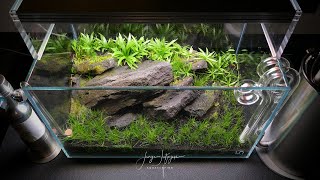 Dry Start Method  HOW TO Grow aquarium moss on your HARDSCAPE [upl. by Ytsirhk595]