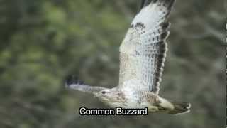 BTO Bird ID  Winter Buzzards Common and Roughlegged [upl. by Azirb]