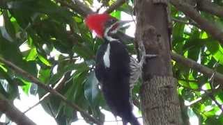 PICAPAUDEBANDABRANCA DRYOCOPUS LINEATUS LINEATED WOODPECKER Picapaudetopetevermelho [upl. by Chaunce]