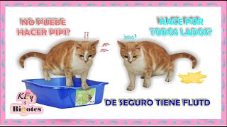 Mi gato no puede hacer Pipi Infección Urinaria Cistitis FLUTD [upl. by Atival755]