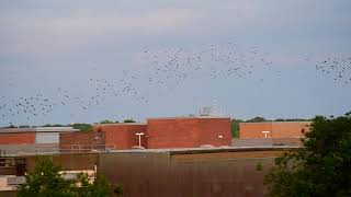 Starlings over Basingstoke [upl. by Etnuad]