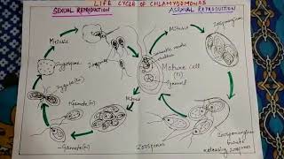 Life Cycle of Chlamydomonas [upl. by Barthel]