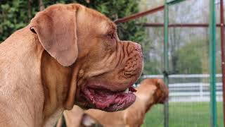 Caratteristiche Razza Dogue de Bordeaux [upl. by Yevette]