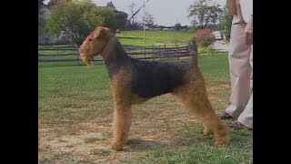 Airedale Terrier  AKC Dog breed series [upl. by Caspar]