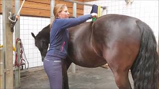 Brush after riding bitless Uniek the Friesian Horse [upl. by Chatwin]