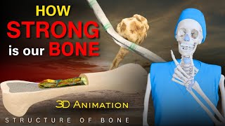 The Incredible Strength of Human Bones  Explained with 3D Animation [upl. by Woodhead]