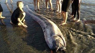 Los secretos de la quotserpiente marinaquot gigante BBC MUNDO [upl. by Innes937]