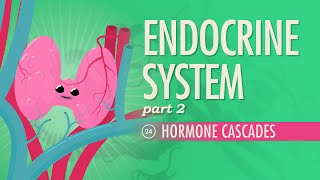 Endocrine System Part 2  Hormone Cascades Crash Course Anatomy amp Physiology 24 [upl. by Aivek]