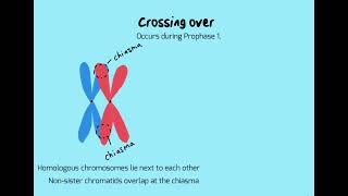 Crossing over during Prophase 1 [upl. by Machos]