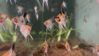 Pterophyllum scalare koi red devil  maanvis [upl. by Noivax]