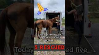 Rescuing 5 Horses From a Terrible Situation [upl. by Akeret]