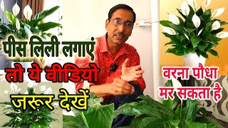 पीस लिली लगाएं तो ये वीडियो जरूर देख लें वरना आपका पौधा मर भी सकता है  How to grow Peace lily [upl. by Suhpesoj871]