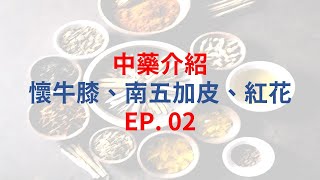 單方中藥介紹EP02 懷牛膝  五加皮  紅花 [upl. by Thorncombe]