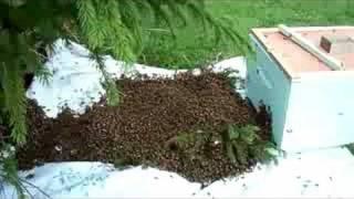 Honey bee swarm being rehived Part 1 [upl. by Lleznol]