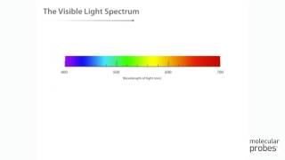 Molecular Probes Tutorial Series—Introduction to Fluorescence [upl. by Kaliope]