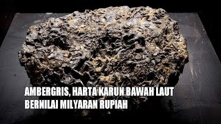 AMBERGRIS MUNTAHAN PAUS YANG HARGANYA SELANGIT [upl. by Lyrad]