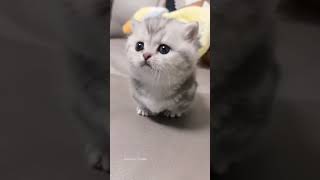 Cute Cats And Kittens 🐱 ❤️🐱😍🔥😎😍 viral dubai video shortvideo shorts short subscribe [upl. by Assedo631]