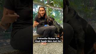 Mother of Rottweilers Playing With Aggressive Bubzee shorts rottweiler dogs youtubeshorts [upl. by Euqinomahs153]