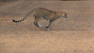 Leopard Sighting Sariska Tiger Reserve sariska viralvideo safari leopard water drink [upl. by Trebma]