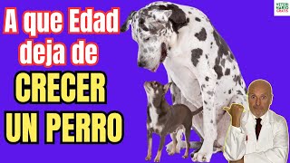 🥳 ¿A QUE EDAD DEJA DE CRECER UN PERRO 🥳 [upl. by Esej]