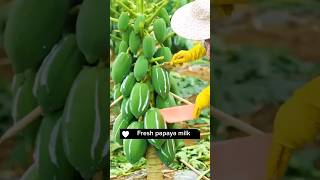 Collecting Papaya Milk plants agriculture [upl. by Dnomal]