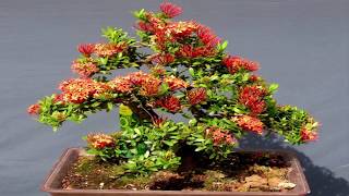 Ixora Bonsai Compilation [upl. by Ettenuj]