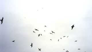 The Cinematic Orchestra  Arrival Of The Birds and Transformation [upl. by Sewole]