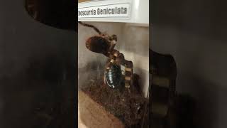 НЕНАВЯЗЧИВАЯ ТЕРРАРИУМИСТИКА Кормление Acanthoscurria Geniculata [upl. by Horatio]