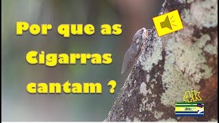 Você Sabe Por Que as Cigarras Cantam [upl. by Tinor310]