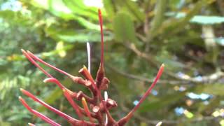 New Zealand Native Plant  Rewarewa New Zealand Honey Suckle [upl. by Vladimar197]