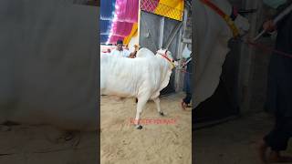 BEAUTIFUL ONGOLE BACHI COW OF KOLKATA 🔥 FROM PATHAN CATTLE FARM GOLBARI viralvideo shorts reels [upl. by Fredericka]