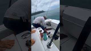 Releasing huge angry moray eel 🐍 fishing boatfishinguk fish [upl. by Justinian]