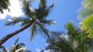 Halekulani Hotel Pool side 07 2016 MVI 6259 [upl. by Enelyw]