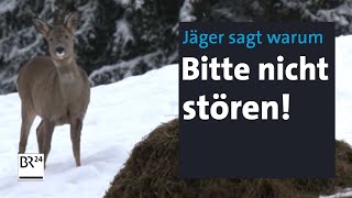 Wildfütterung Warum die Tiere Ruhe brauchen und Störung schadet  Abendschau  BR24 [upl. by Bastien188]