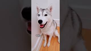 What Can My HUSKY Say She tries to speak English [upl. by Gitt]