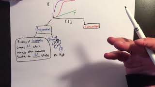 Allosteric Enzymes Sigmoidal Kinetics [upl. by Yuu]