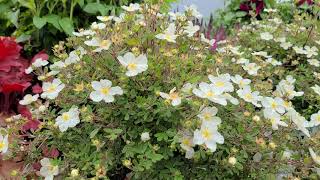 Happy Face® White Potentilla Sweet Cinquefoil  LONG BLOOMING Hardy EASY to GROW Dwarf Shrub [upl. by Iharas]